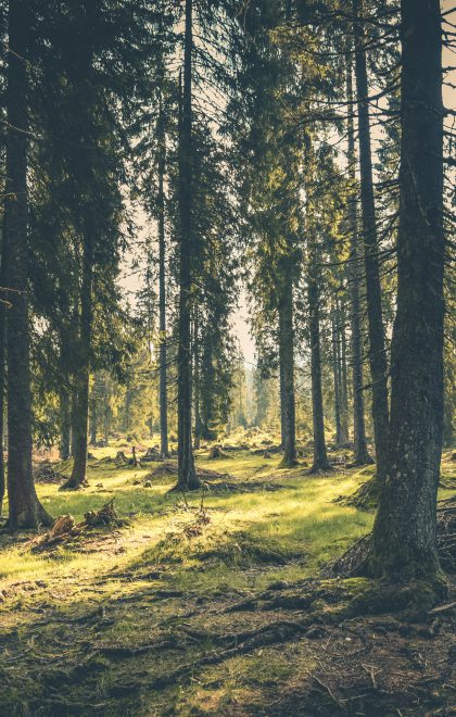 adventure-atmosphere-conifer-418831